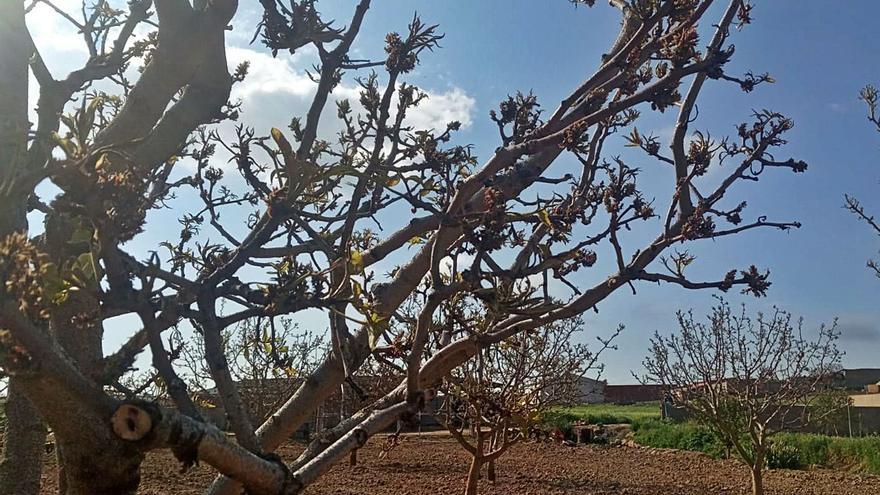 Las heladas tardías dañan el 50% de pistacheros de la cooperativa Naturduero de Toro