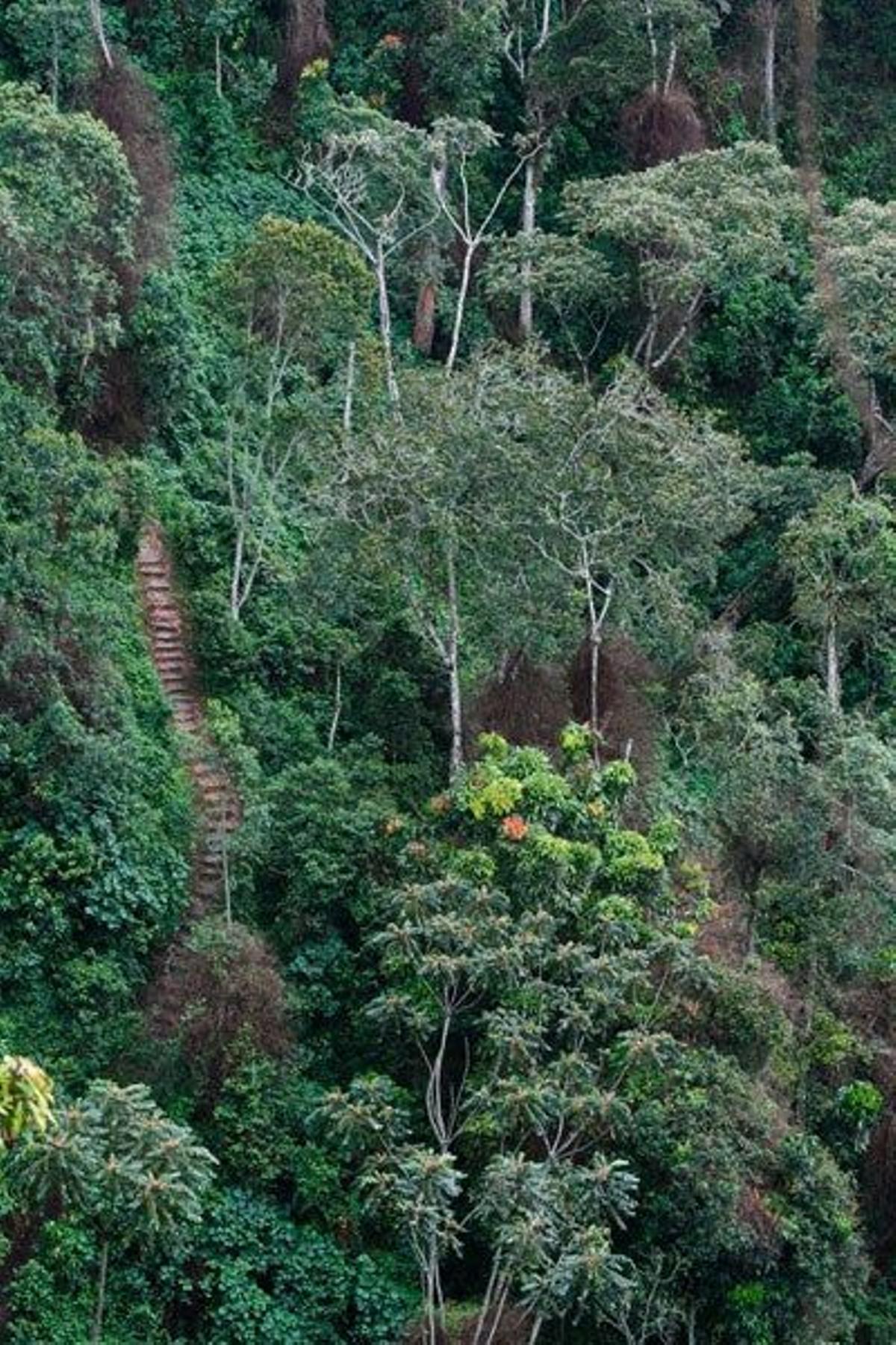 Camino descendiendo por medio del Bosque de Nyungwe, la reserva boscosa más grande de África con casi 1000 km2 de área.