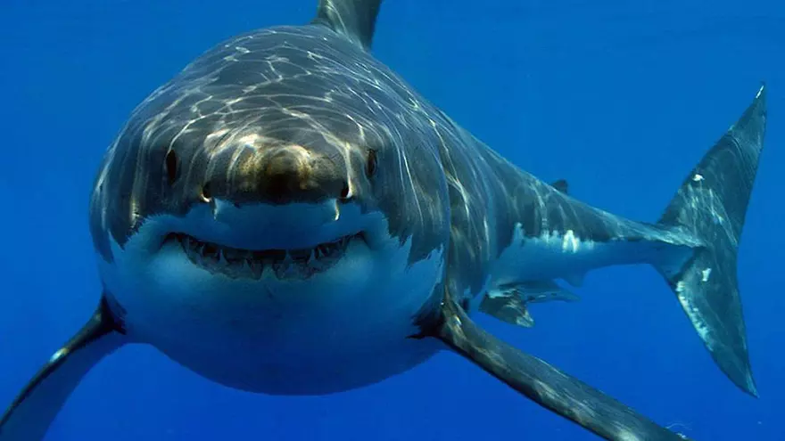 Encontrado en Florida al tiburón blanco más grande del mundo