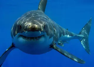 Encontrado en Florida al tiburón blanco más grande del mundo