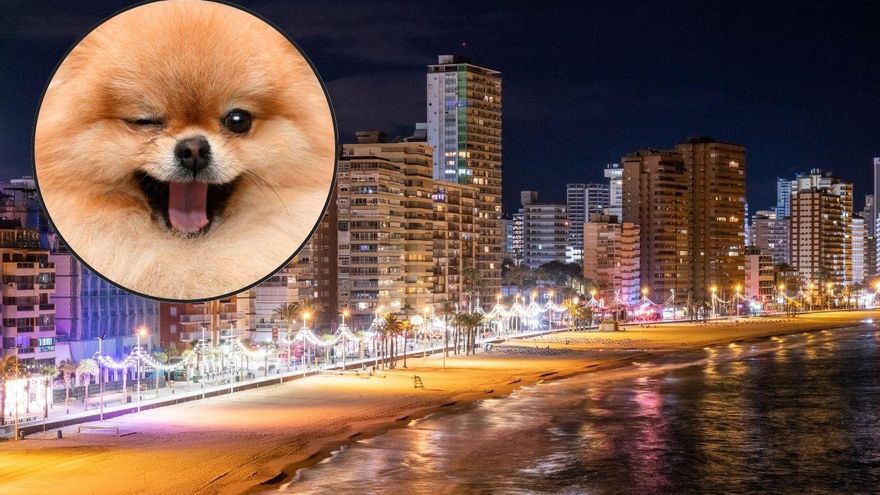 Tres perros, un coche de juguete y una escena que solo podía ocurrir en Benidorm