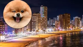 Tres perros, un coche de juguete y una escena que solo podía ocurrir en Benidorm