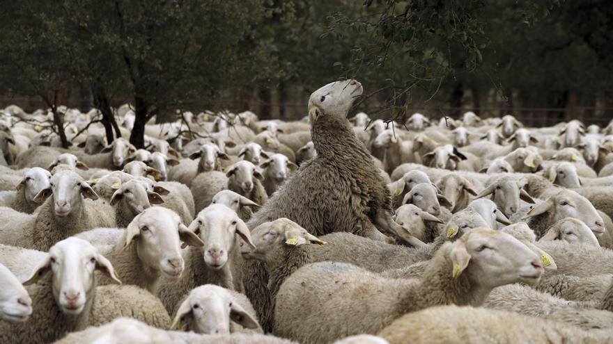 La Junta ingresa las ayudas directas a agricultura y ganadería de 2021