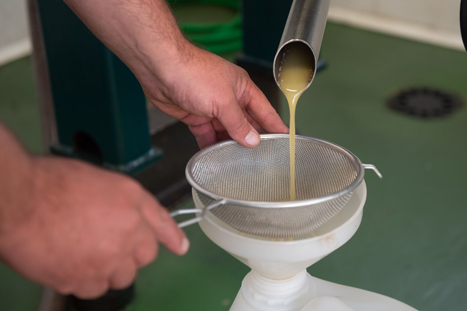 Altea recupera 150 hectáreas de olivos