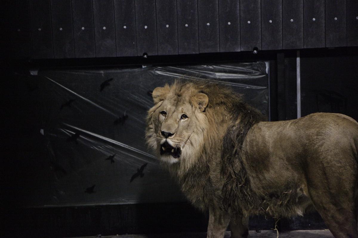 El león Sem.