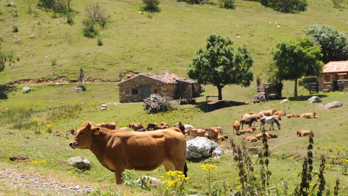 Vacas en el puerto de San Isidro.