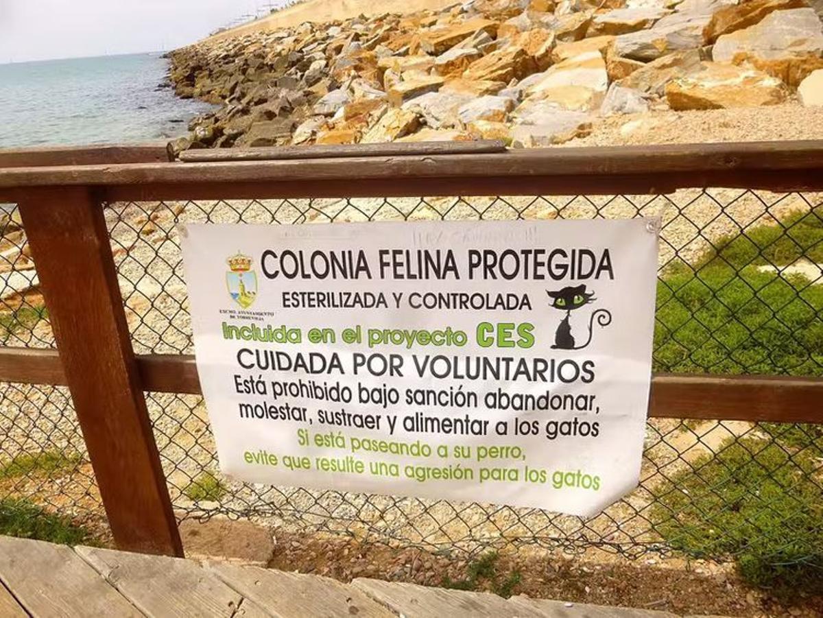 Colonia felina protegida en Torrevieja (Alicante)