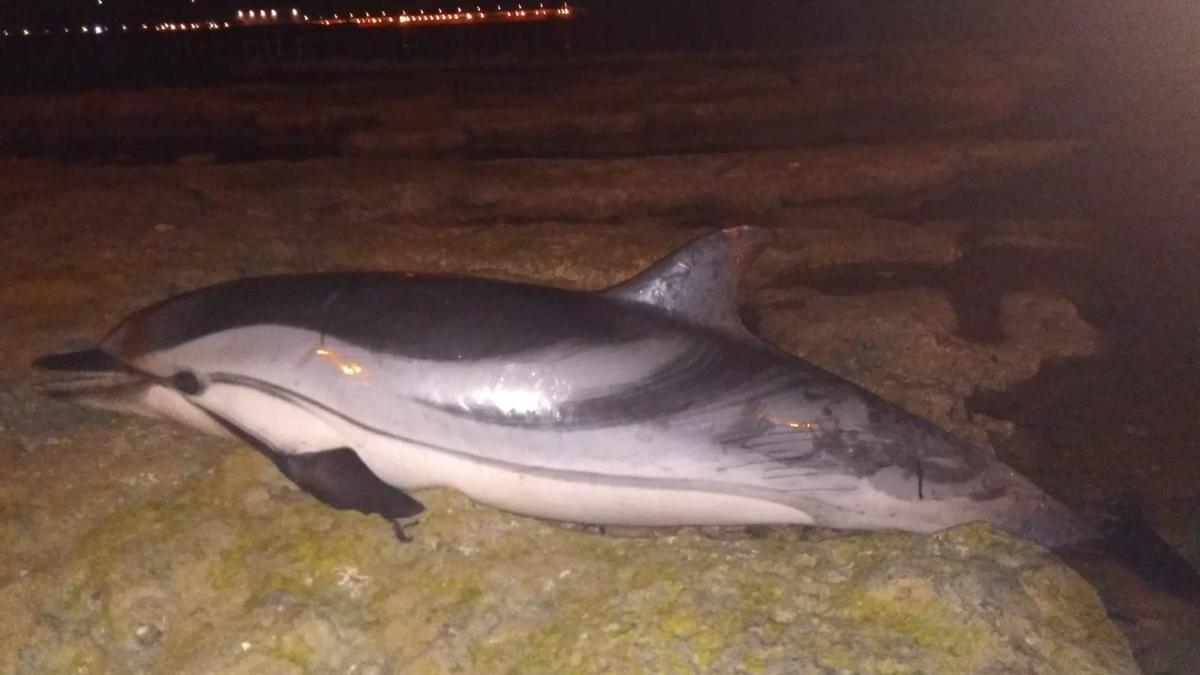 Un vecino halla el cadáver de un delfín listado en el frente litoral de San Roque, en Torrevieja