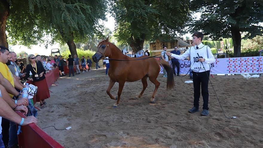 Córdoba consolida su otoño del caballo con la participación de cien ejemplares en el concurso de árabes