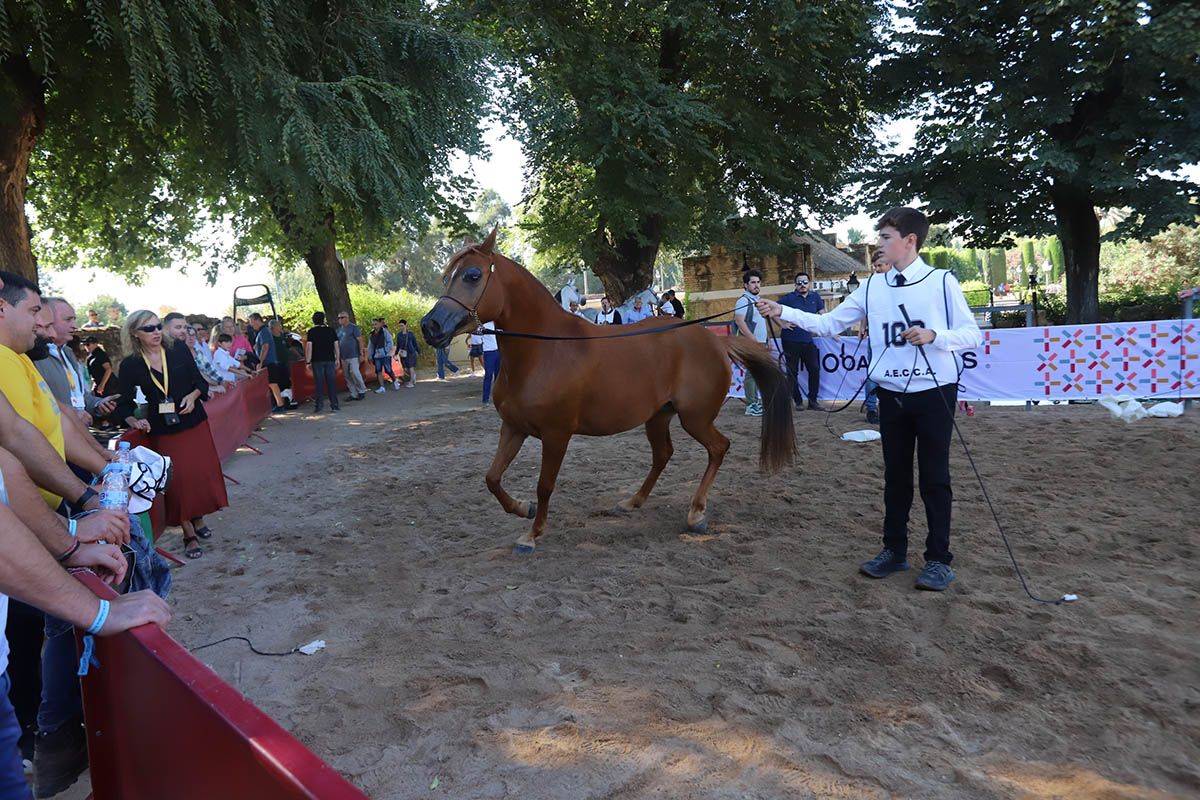Campeonato de caballos árabes en Córdoba