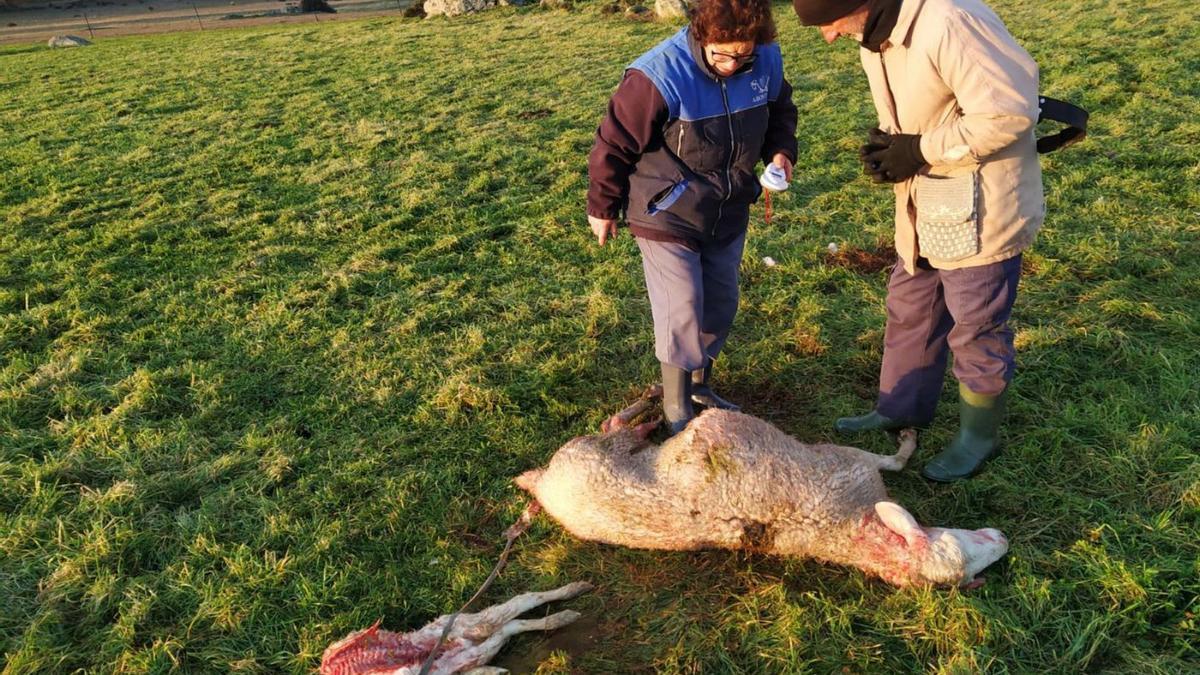 Una oveja muerta y el feto de cordero que llevaba en su interior. | Cedida