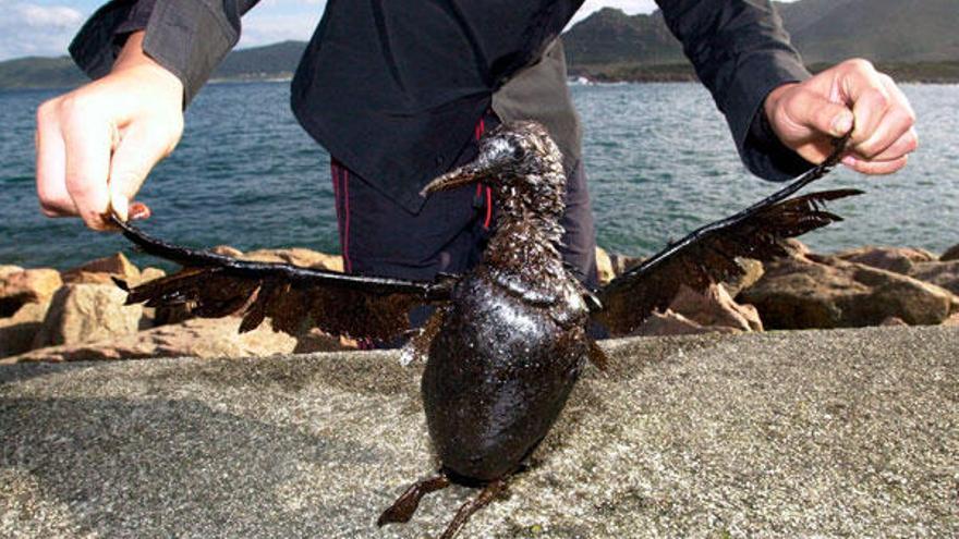 Un ave &#039;petroleada&#039; durante la marea negra del &#039;Prestige&#039;. / Lavandeira Jr.