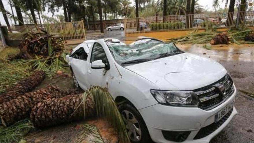 Un coche quedó destrozado el jueves al caerle una palmera.