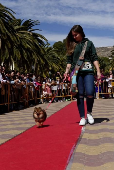 Garrapata fashion week, moda de perros en Jumilla