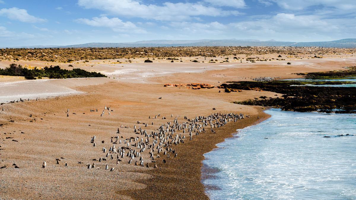 Entre escarpados acantilados y aguas cristalinas: el paraíso de los pingüinos está en Argentina