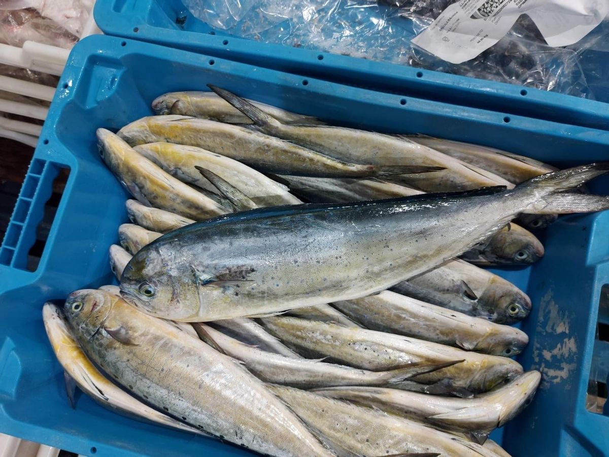 Profitieren könnte laut einer neuen Studie die Goldmakrele (&quot;llampuga&quot;).
