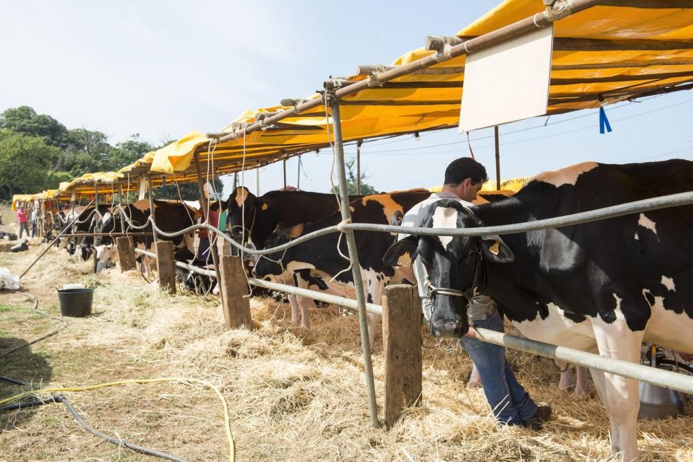 Feria de ganado en Santullano