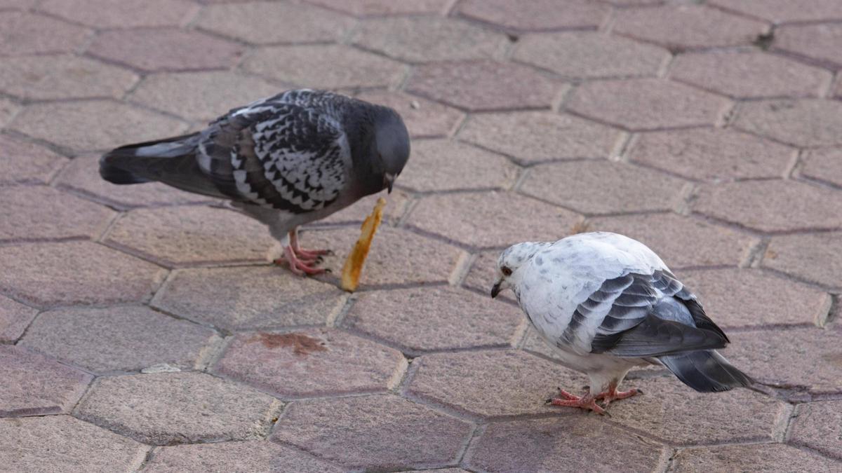 Dos palomas en una plaza de Alzira.