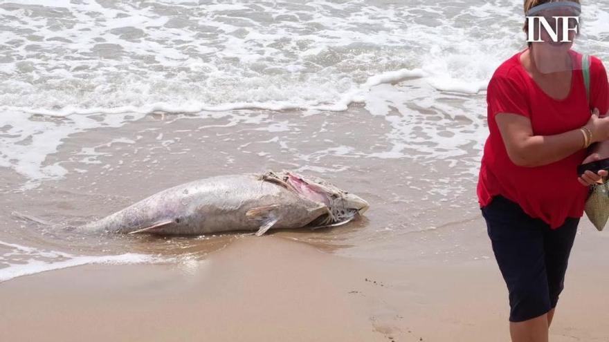 Aparece un atún muerto de unos 40 kilos en la orilla de la playa de El Pinet en Elche