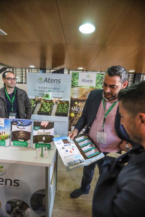 Orihuela acoge hasta el viernes el X Simposio Internacional de la Alcachofa con ponencias, stands y los mayores expertos en este cultivo estrella en la Vega Baja.