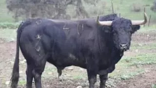 El toro con el que Almassora celebrará a lo grande este fin de semana su Mig Any Fester
