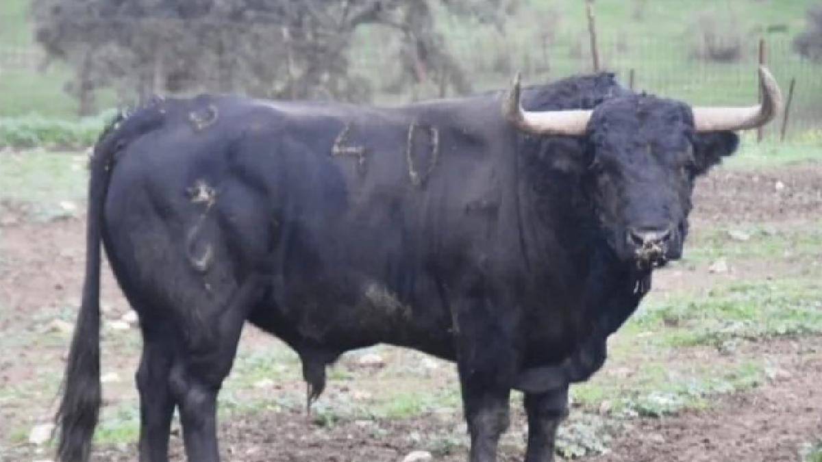 'Gallardo', de la ganadería de Madroñiz, con el número 40 y el guarismo 7, será exhibido en la Vila este sábado.