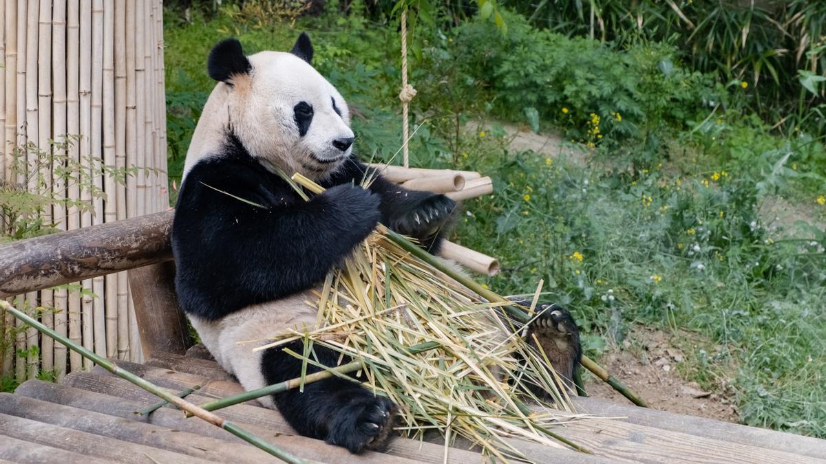 Un panda gigante alimentándose de bambú.