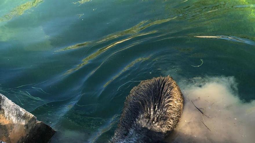 Los cazadores de Villar del Arzobispo rescatan dos jabalíes en el canal de Camp del Turia