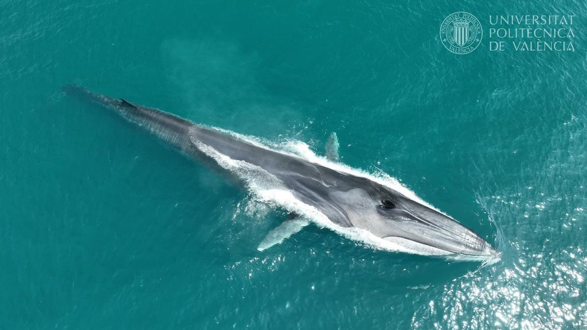 Rorcual avistado en la costa de Dénia, en una imagen reciente.