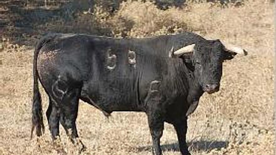 Uno de los toros muertos en la Pobla el fin de semana.