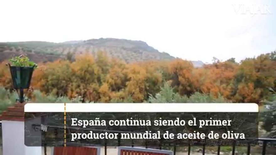 Aceite de oliva español, uno de los mejores del mundo