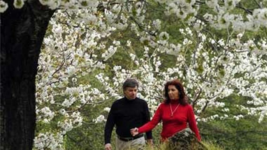 El Cerezo en Flor será entre el 28 de marzoy el 6 de abril