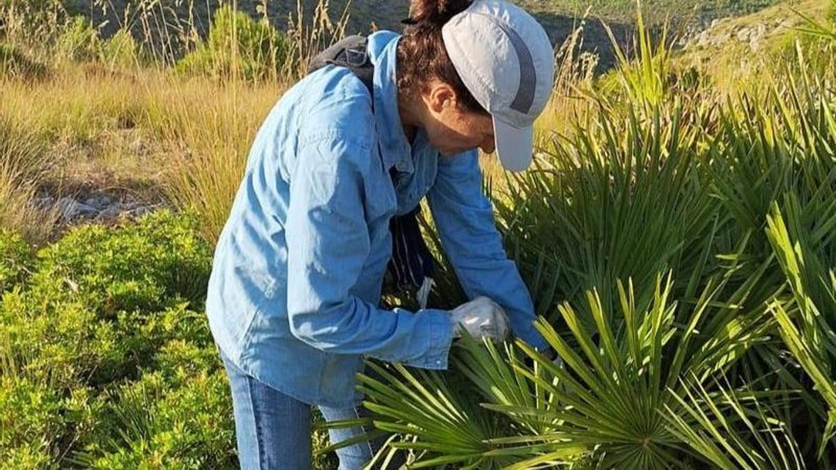 Agricultura ha autorizado este año la recolección de palma de palmito.