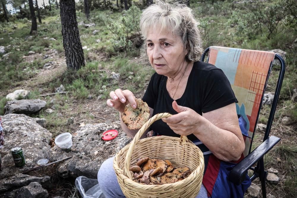 La provincia vivirá la mejor campaña de setas en cuatro años tras las últimas lluvias