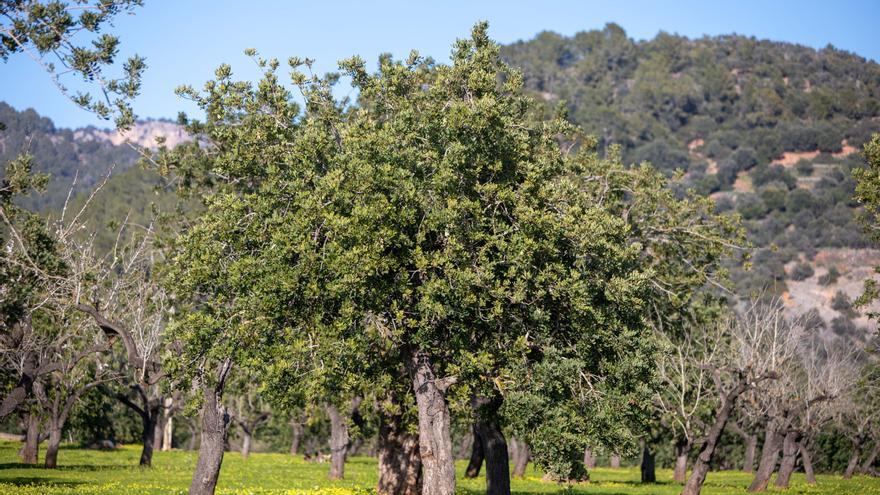 Empleo en Mallorca: Buscan a 150 personas para trabajar en la campaña agrícola