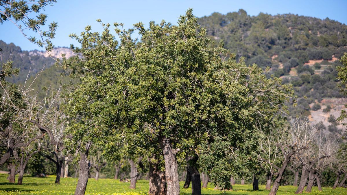 Algarrobos en Mallorca