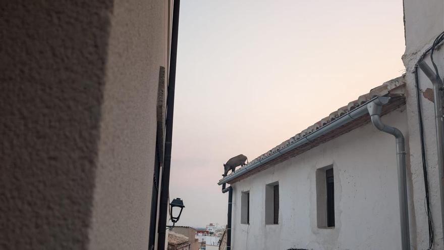 Esglai a Ciutat Vella de Sagunt arran del passeig de tres senglars per les teulades del barri