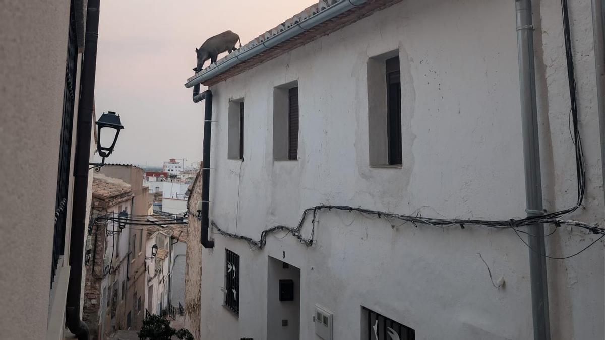 Un senglar en una de les teulades de Ciutat Vella