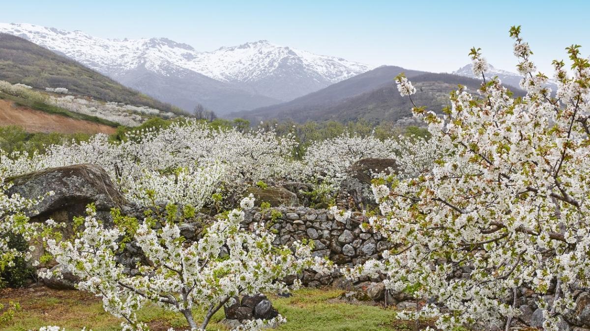 Los cerezos del Valle del Jerte comienzan su floración.