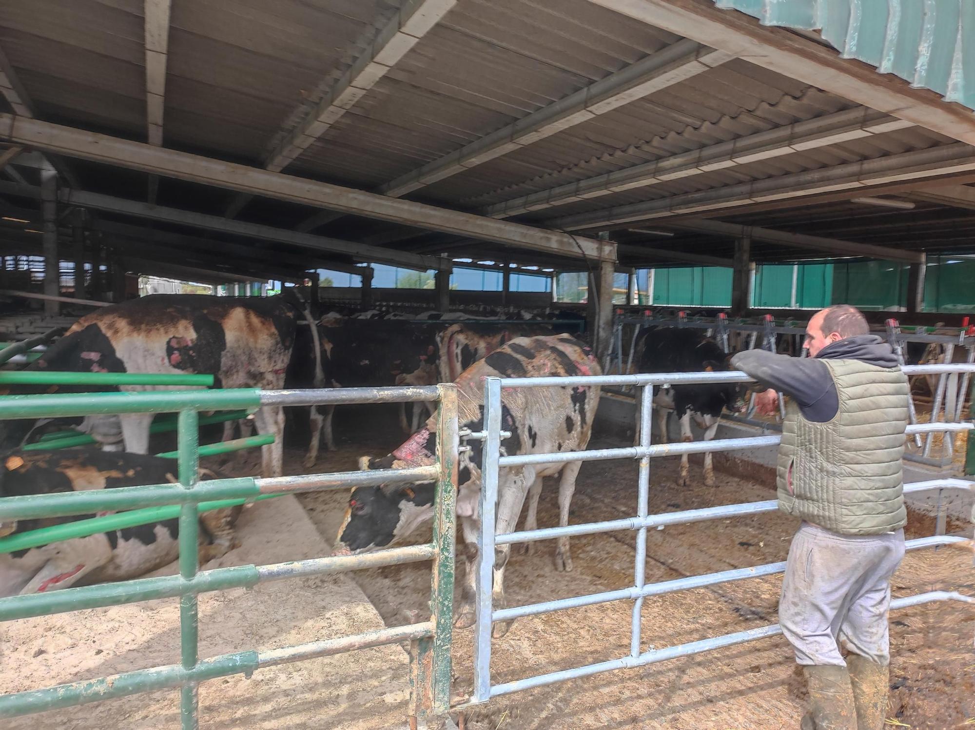 En imágenes: El fuego devora una nave ganadera en Otur (Valdés) y causa daños a un centenar de vacas