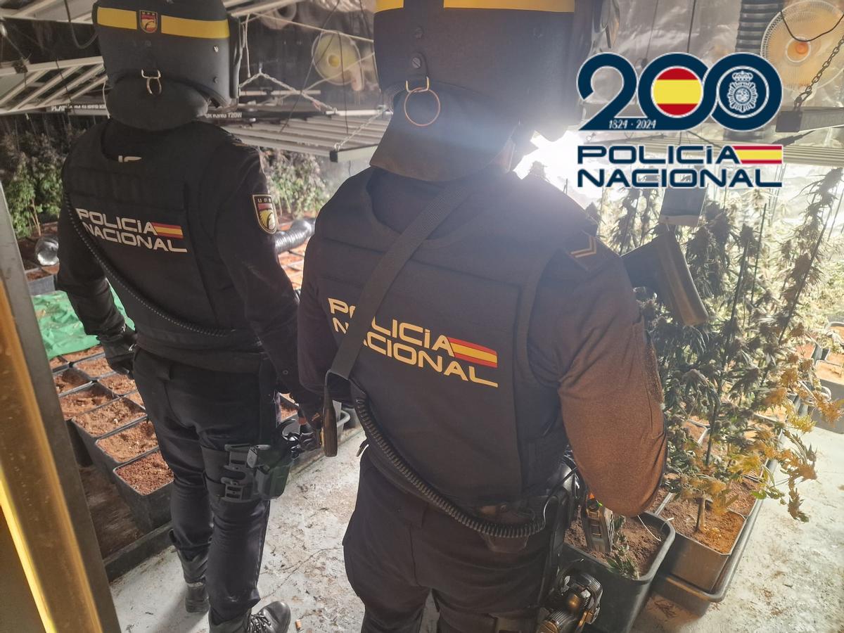 Imagen cedida por la Policía Nacinal de la implantación de marihuana