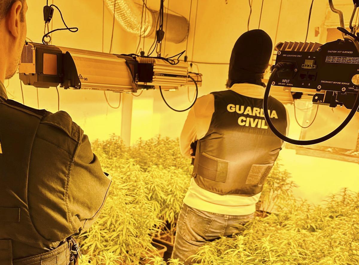 En los cinco registros efectuados se han desmantelado cuatro invernaderos de marihuana tipo indoor con un millar plantas
