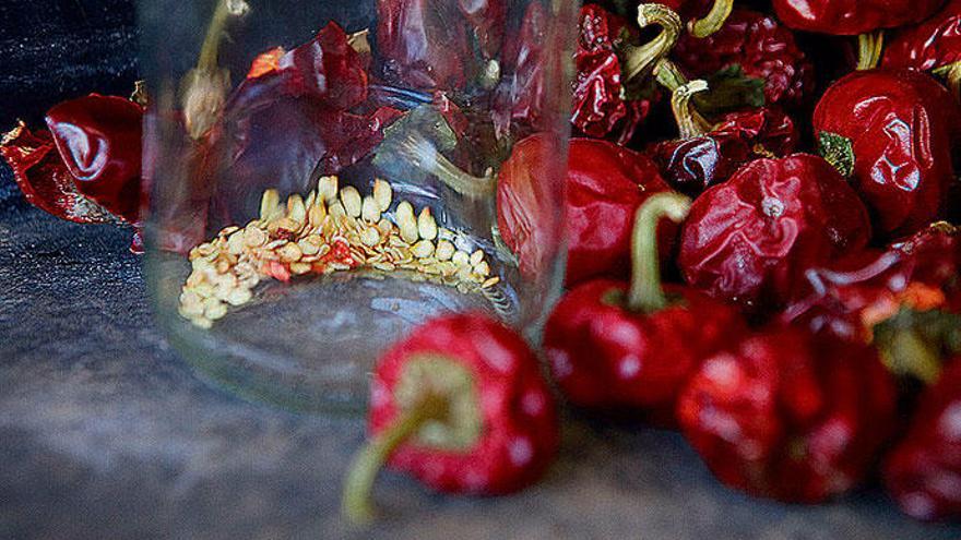 Die Ñora-Paprika liefert ein wichtiges Gewürz für das „sofrito&quot; in der Paella. Bei ihr handelt es sich um eine Schote - das macht die Samenernte einfach.