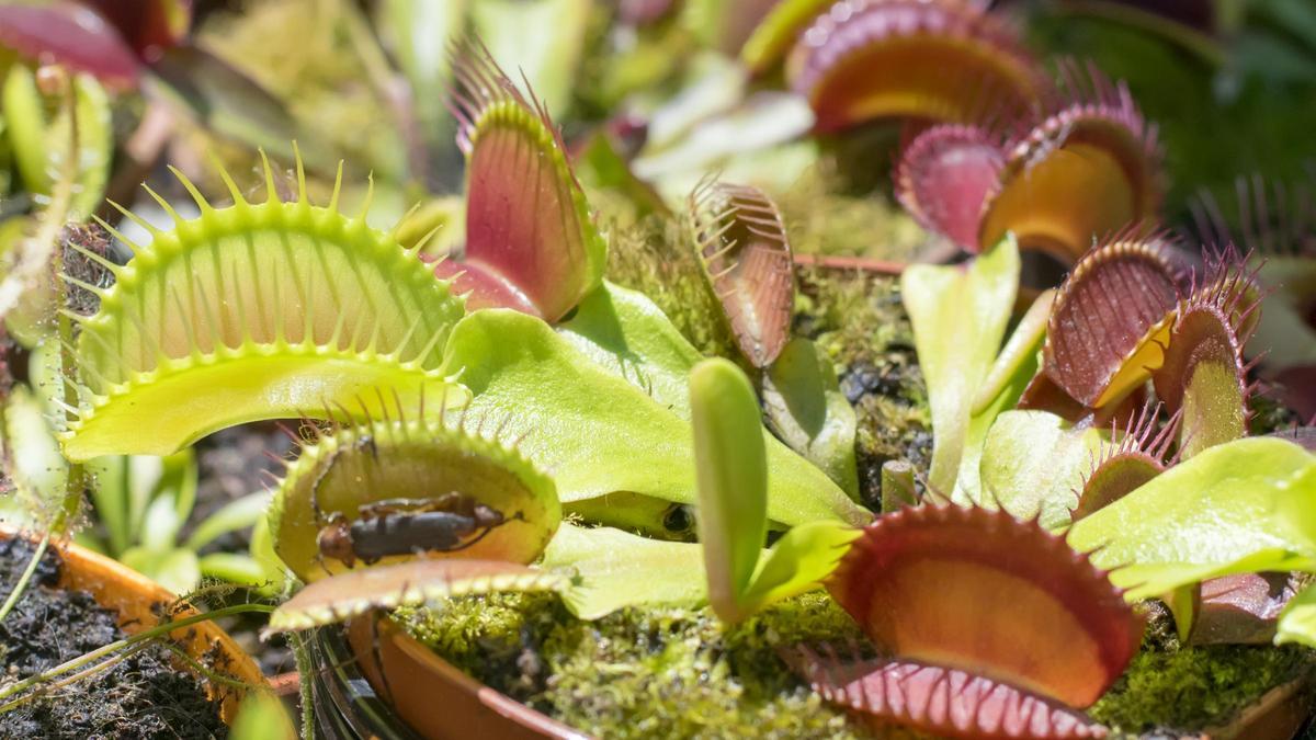 Despídete de los mosquitos con la planta carnívora de Ikea