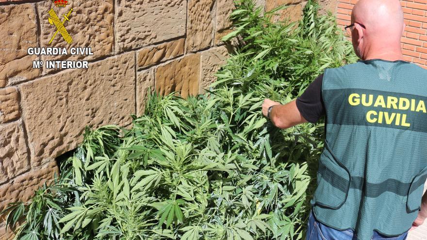 Detenido un vecino de Carreño por tener 18 plantas de marihuana, con un peso de 13 kilos