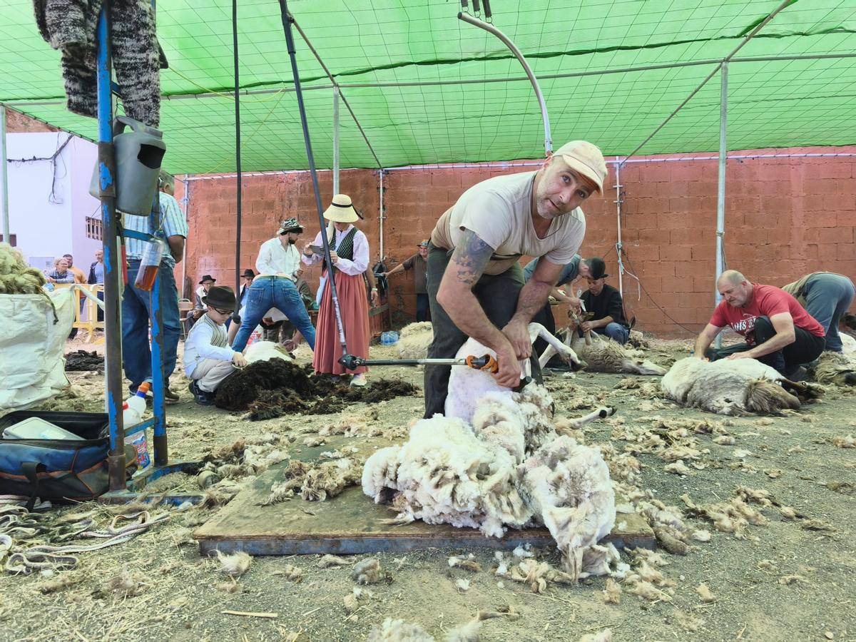 Pablo de Rada, con su máquina de 'peluquería, este sábado en Caideros de Gáldar en la Fiesta de la Lana.