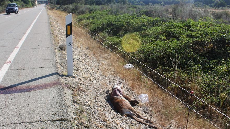 Mucha precaución en las carreteras: nuevo incidente con la fauna salvaje