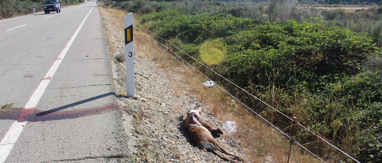 Accidente con fauna en San Miguel de Lomba | ARACELI SAAVEDRA