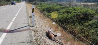 Mucha precaución en las carreteras: nuevo incidente con la fauna salvaje