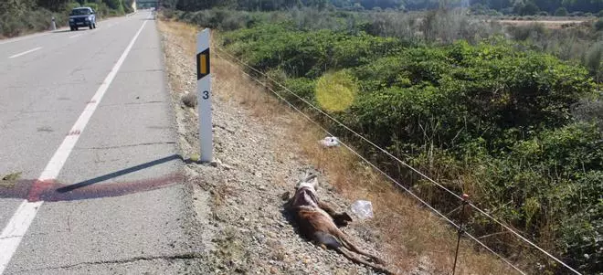 Mucha precaución en las carreteras: nuevo incidente con la fauna salvaje